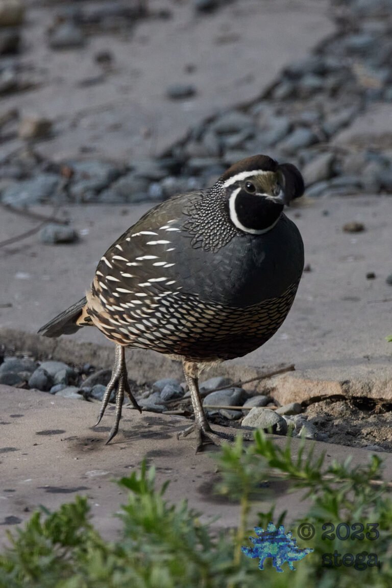 California Quail