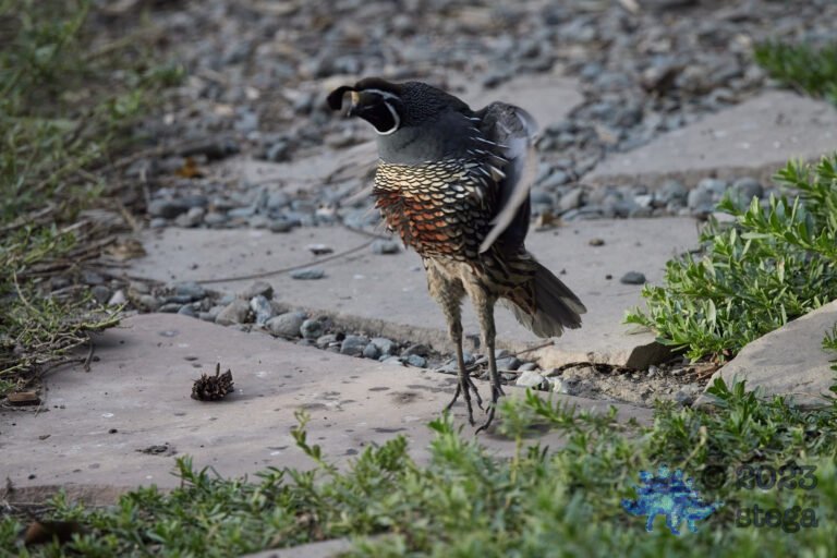 California Quail Week