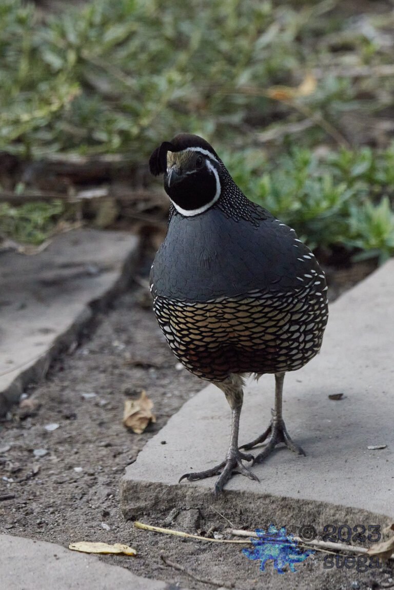 California Quail