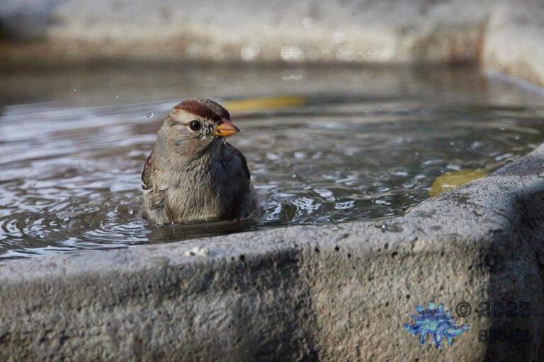 White-Crowned Sparrow