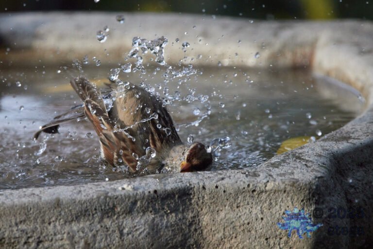 White-Crowned Sparrow