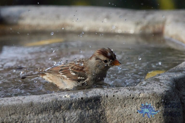 White-Crowned Sparrow