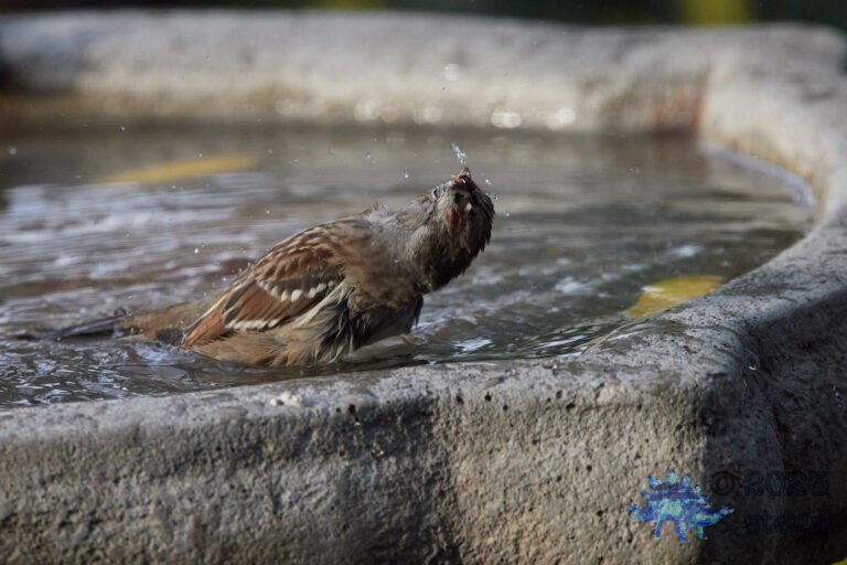 White-Crowned Sparrow