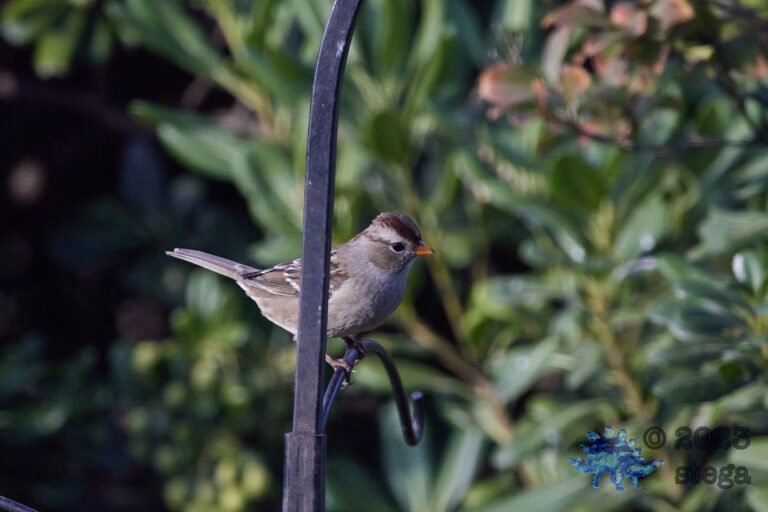 Sparrow Week