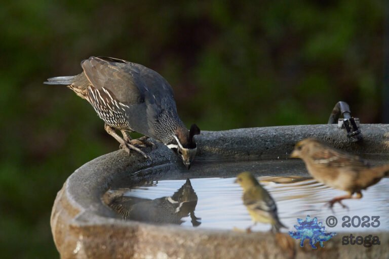 California Quail