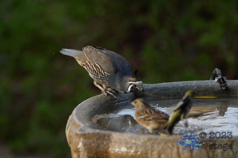 California Quail