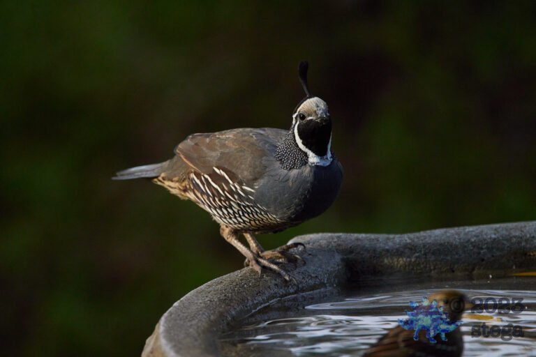 California Quail Week