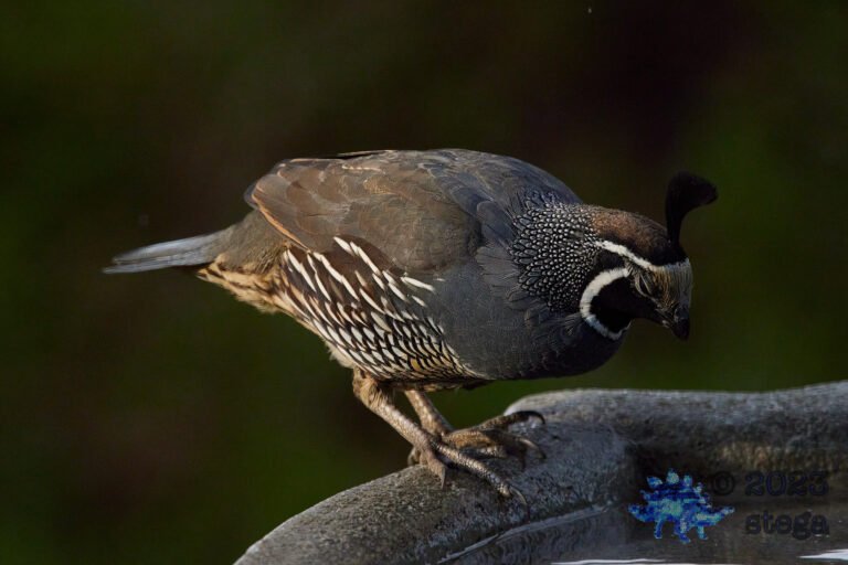 California Quail Week