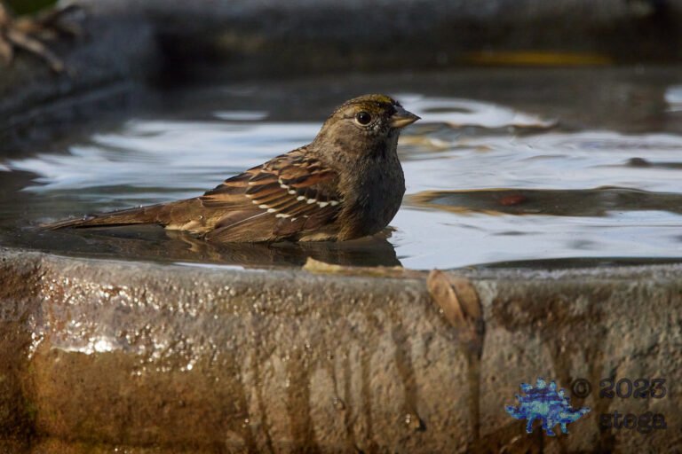 Gold-Crowned Sparrow