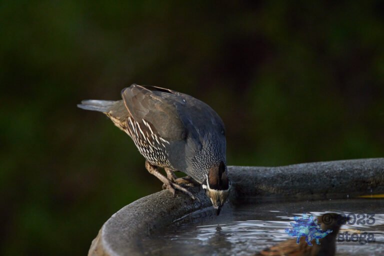 California Quail Week