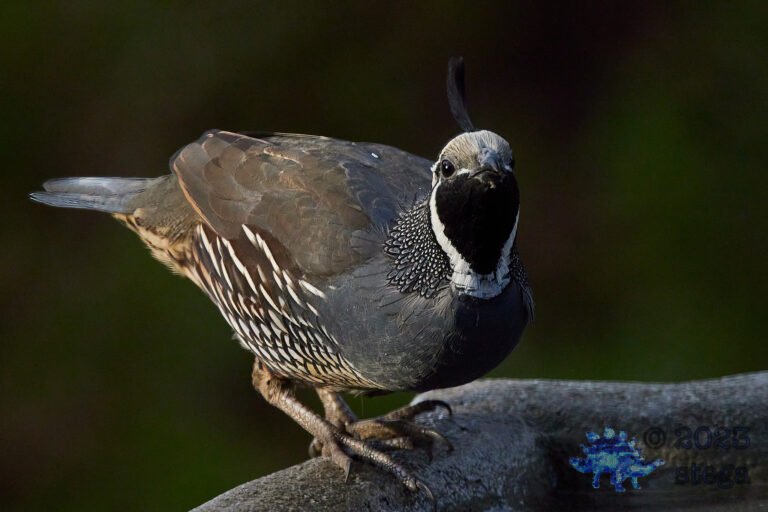 California Quail