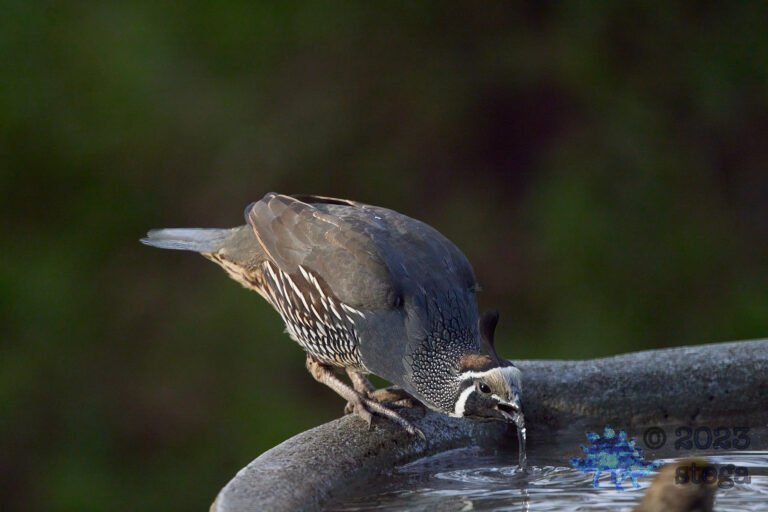 California Quail Week
