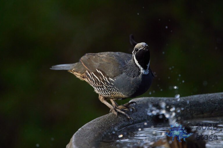 California Quail