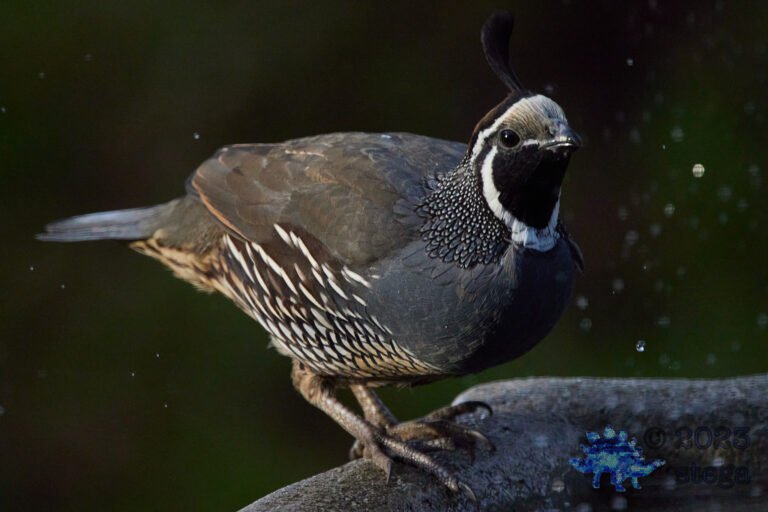 California Quail