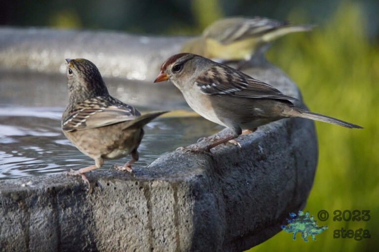 Sparrows