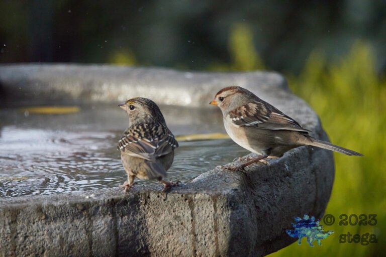 Sparrows