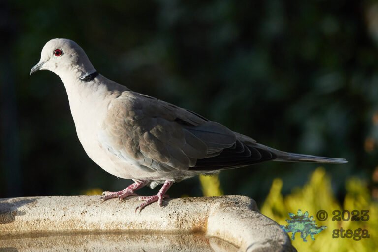 Eurasian Collared Dove