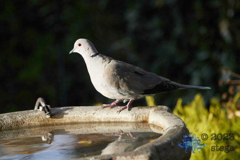 Eurasian Collared Dove