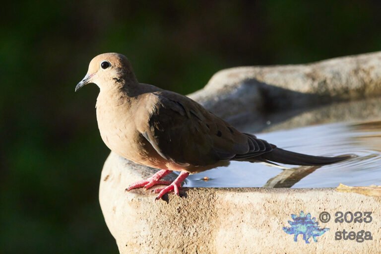 Mourning Dove