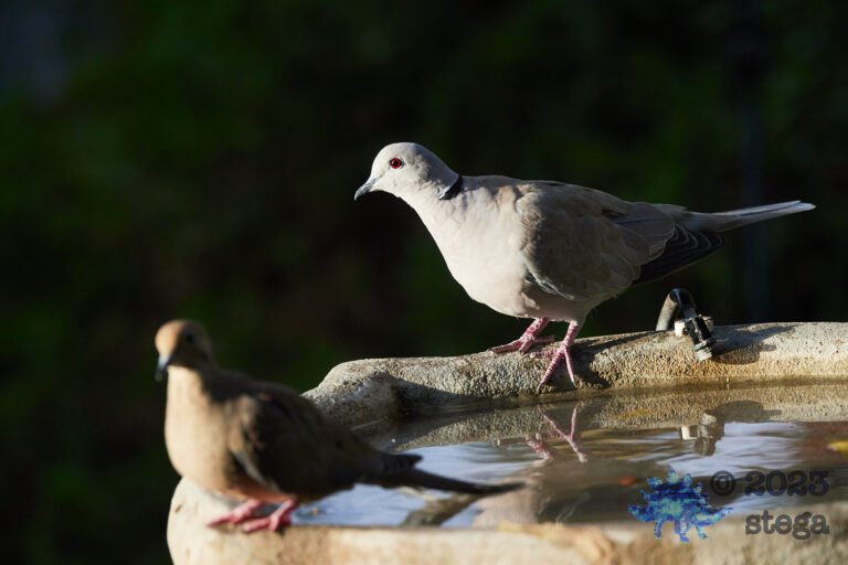 Doves
