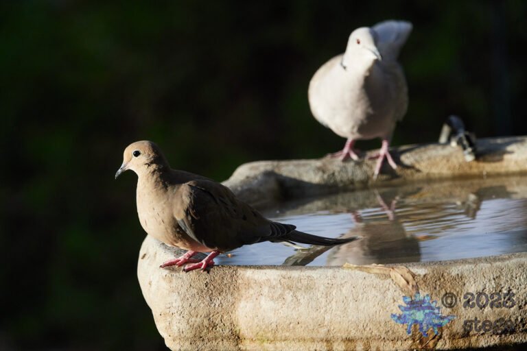 Doves