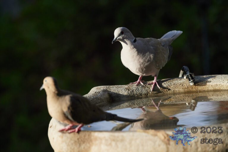 Doves
