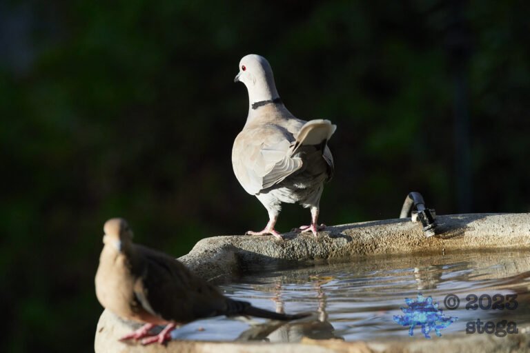 Doves