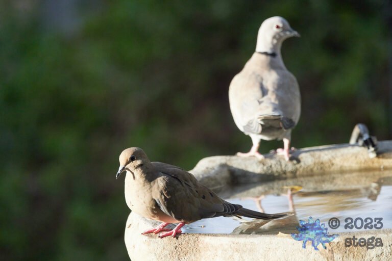 Doves