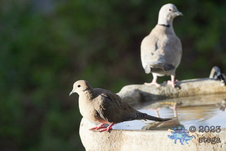 Doves