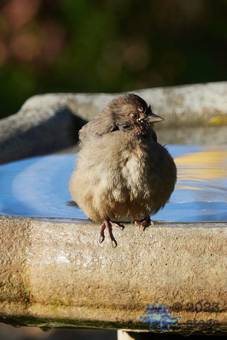 California Towhee