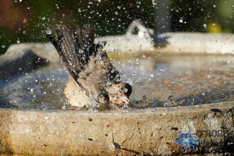 California Towhee