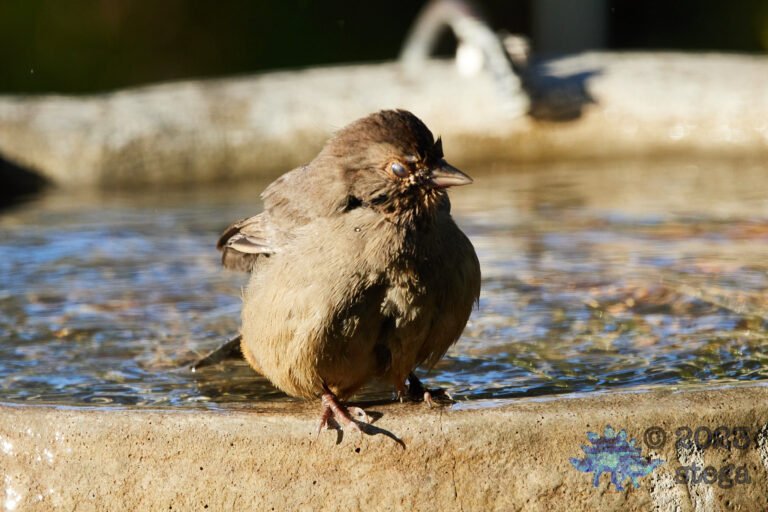 California Towhee