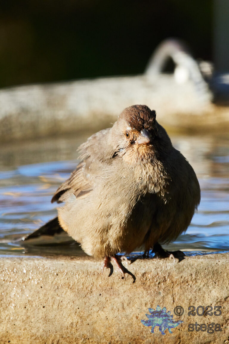 California Towhee