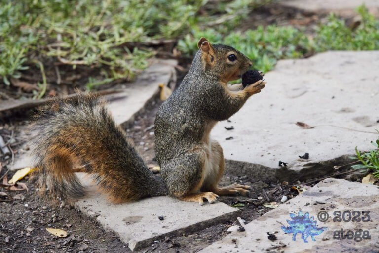 Fox Squirrel