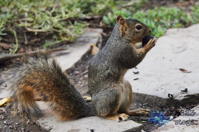Fox Squirrel
