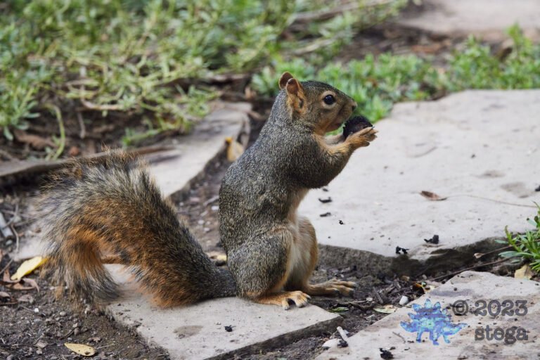 Fox Squirrel