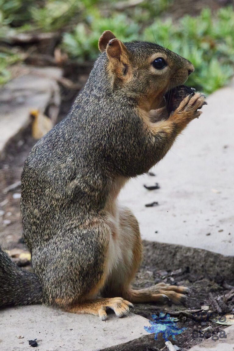 Fox Squirrel