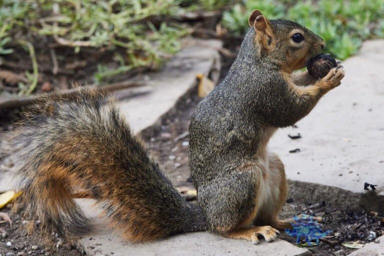 Fox Squirrel