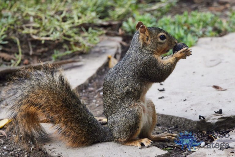 Fox Squirrel