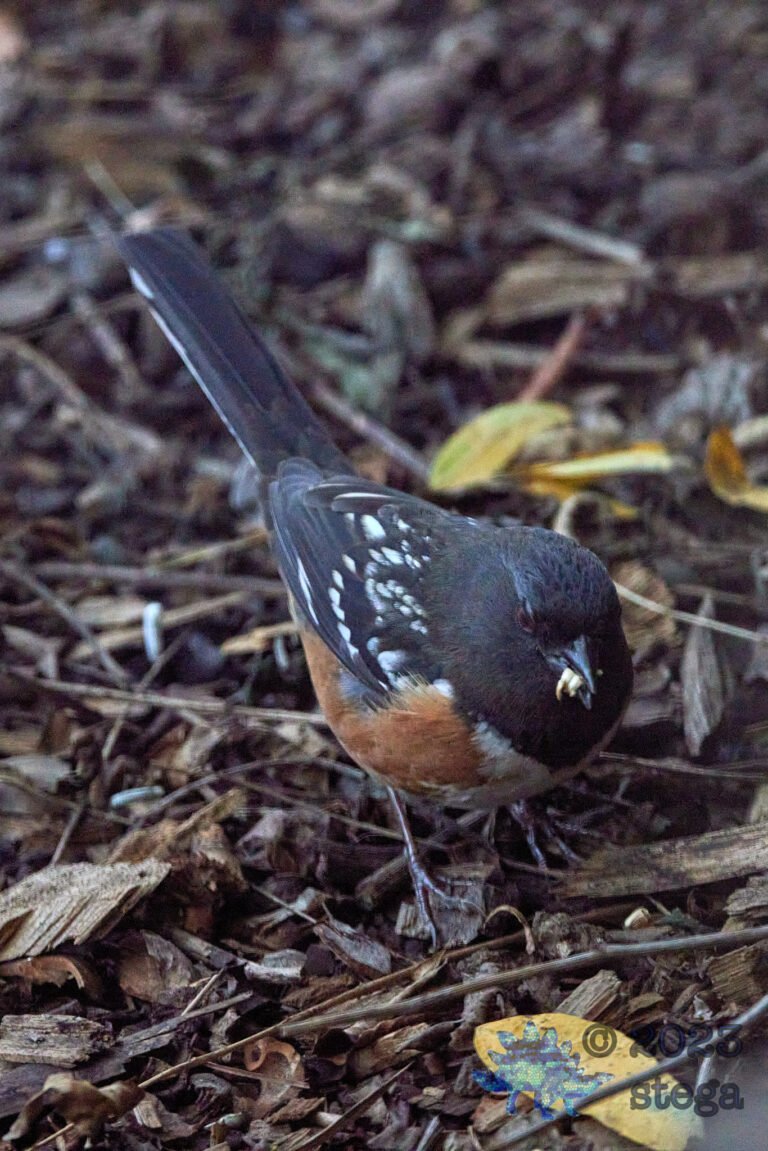 Spotted Towhee