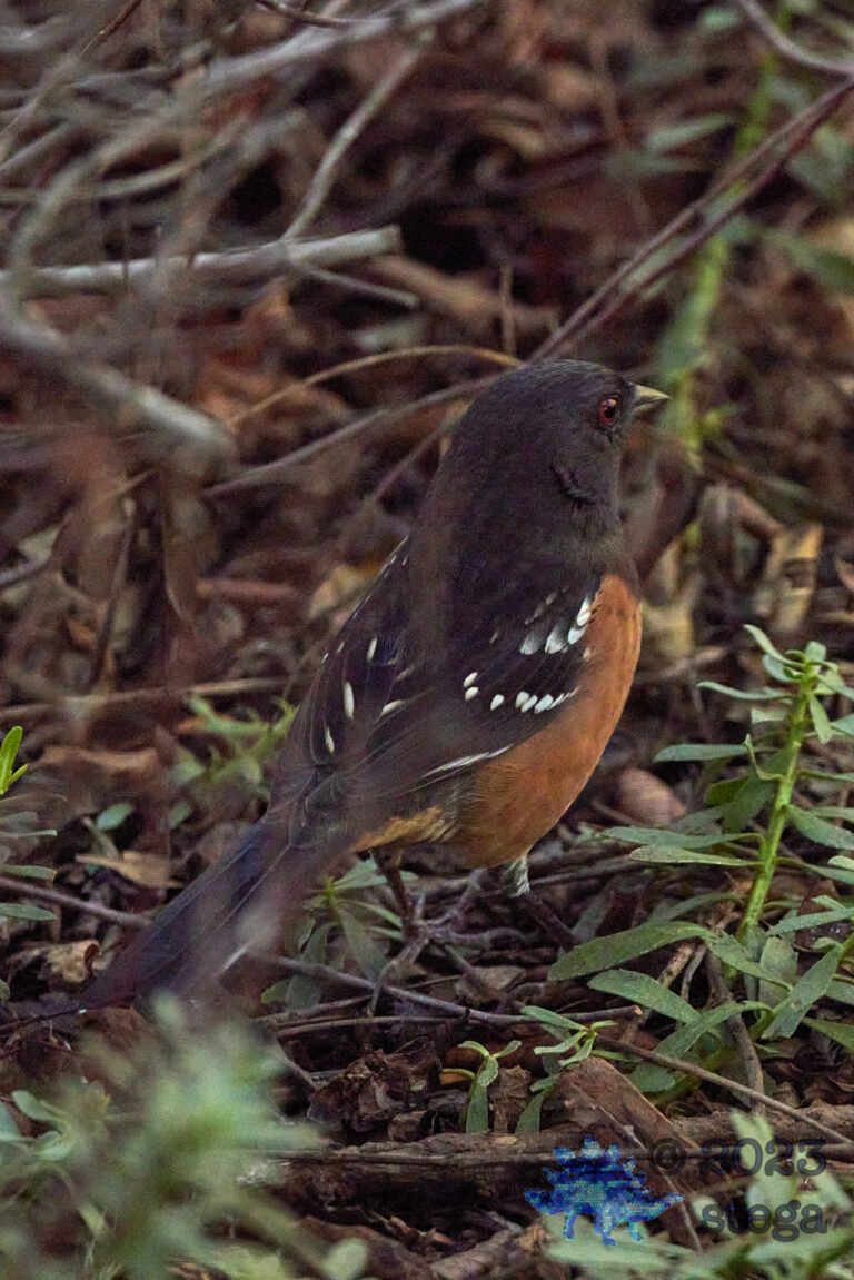 Spotted Towhee