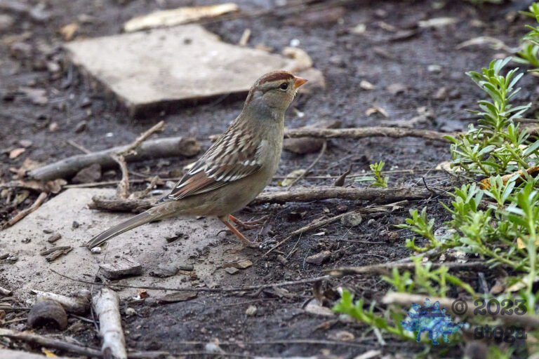 Sparrow Week