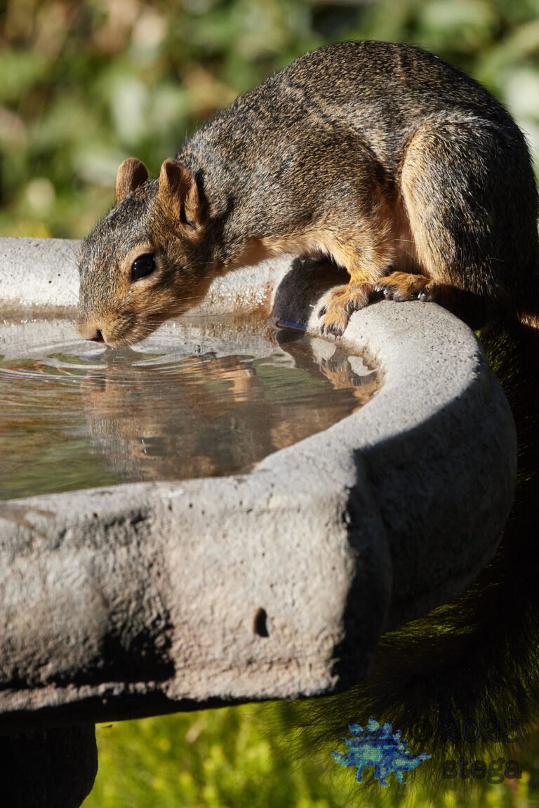 Fox Squirrel