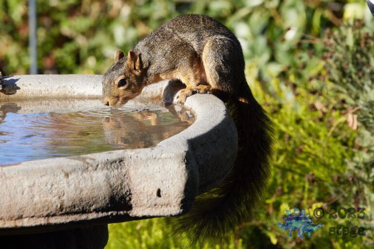 Fox Squirrel