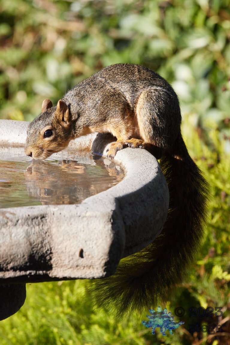 Fox Squirrel