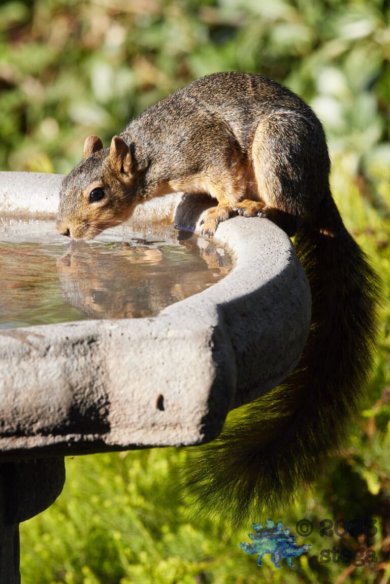 Fox Squirrel