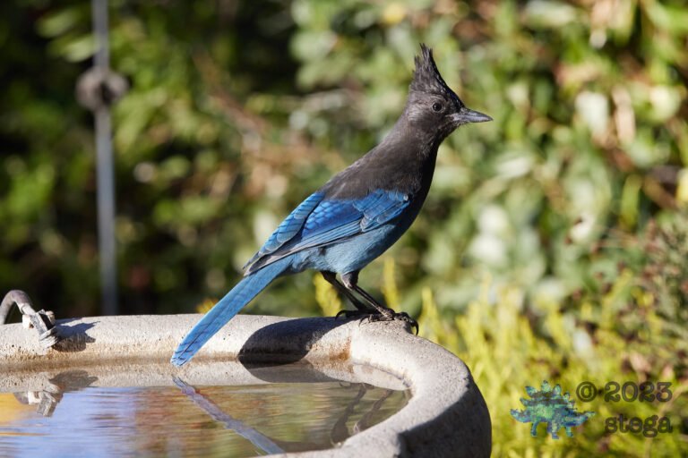 Steller’s Jay