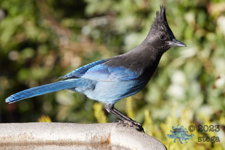 Steller’s Jay
