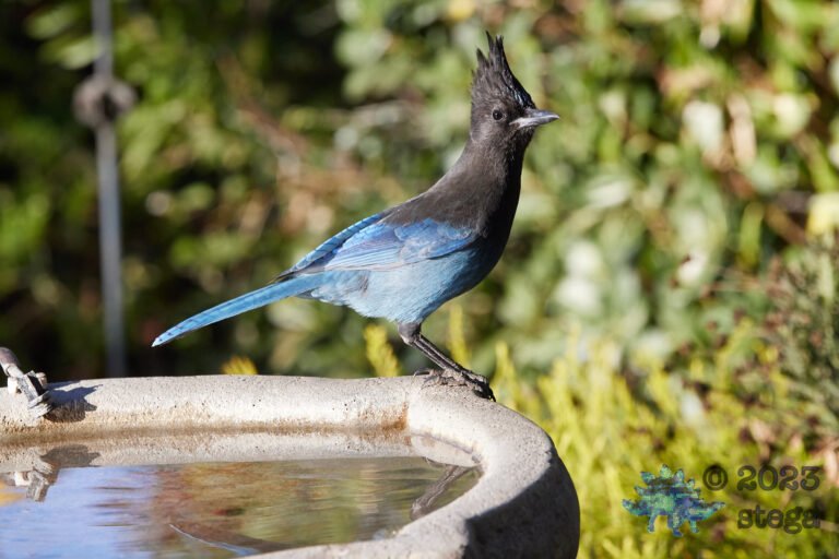 Steller’s Jay