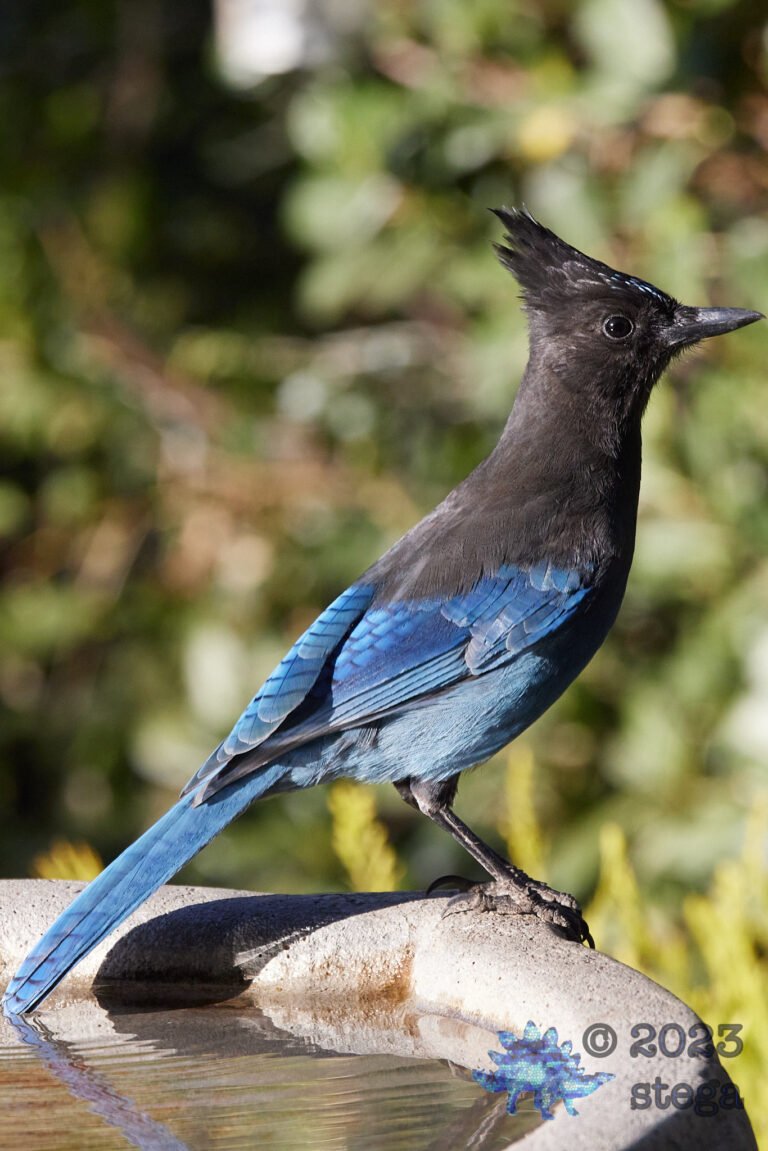 Steller’s Jay